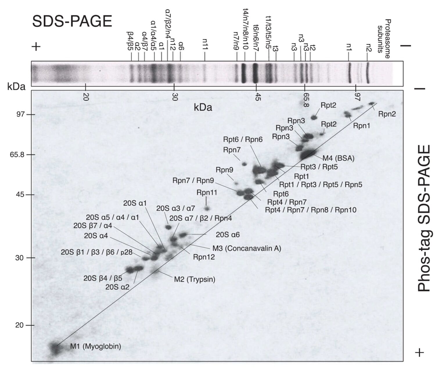 Phostag diagonal electrophoresisに関する平野久先生の総説がExpert Rev Proteomicsに発表さ